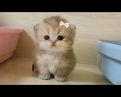 Pure feline charm! 😻 Prepare for cuteness overload.